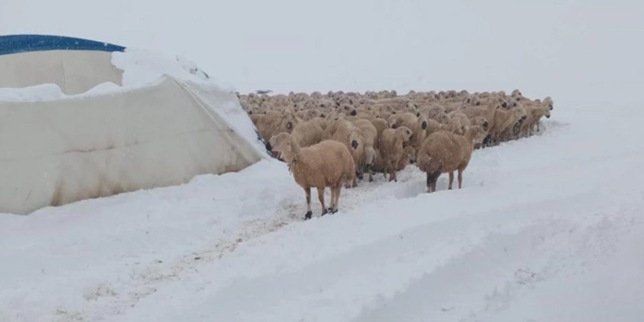 Kar altında çadır çöktü, 8 koyun telef oldu