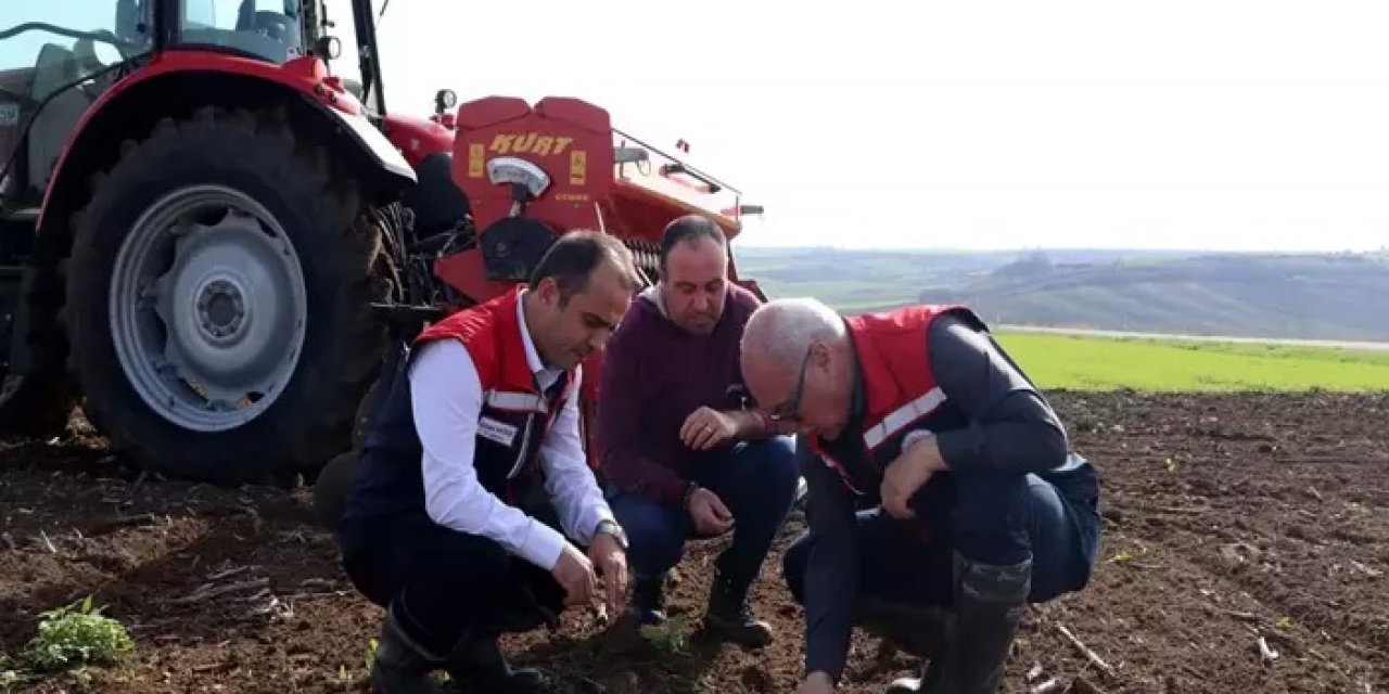 Kuraklığa çözüm aranıyor: Edirne’de buğdayda ideal ekim metodu test ediliyor