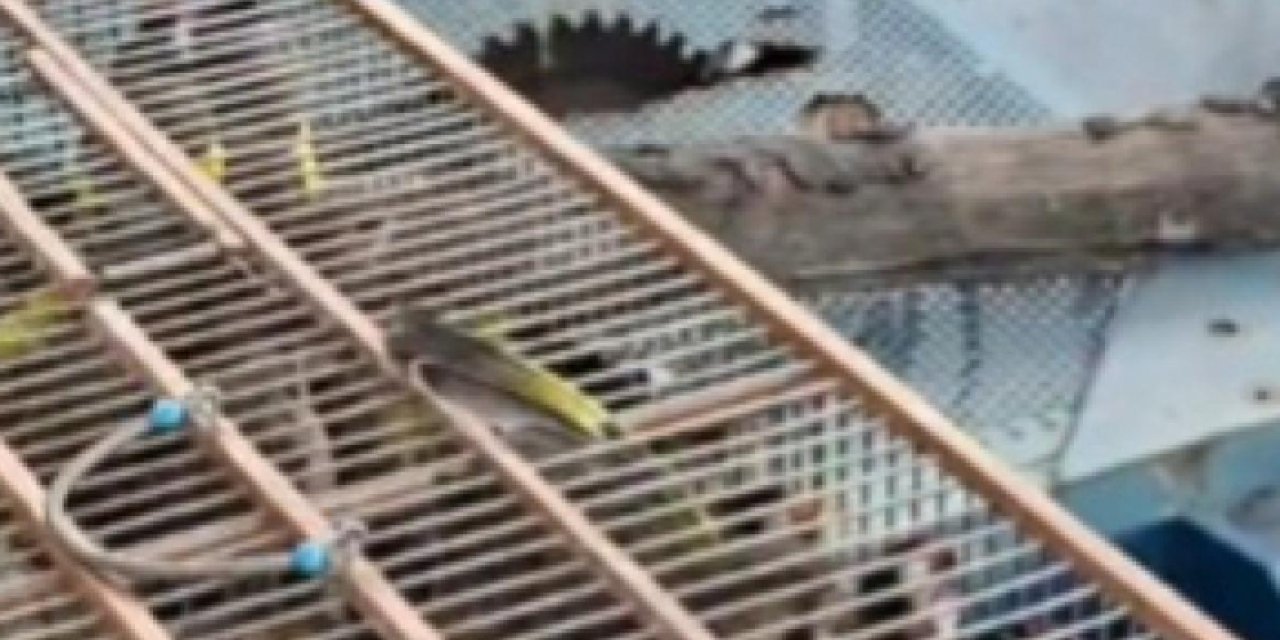 Bursa’da yasadışı kuş ticaretine büyük yaptırım