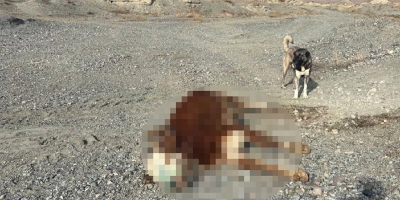 Erzincan’da şap paniği: Hastalıklı hayvanların meraya bırakılması köylüyü ayaklandırdı