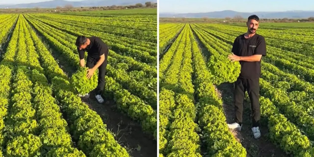 İzmir’de marul üreticisine düşük fiyat tepkisi sonrası stokçuluk incelemesi