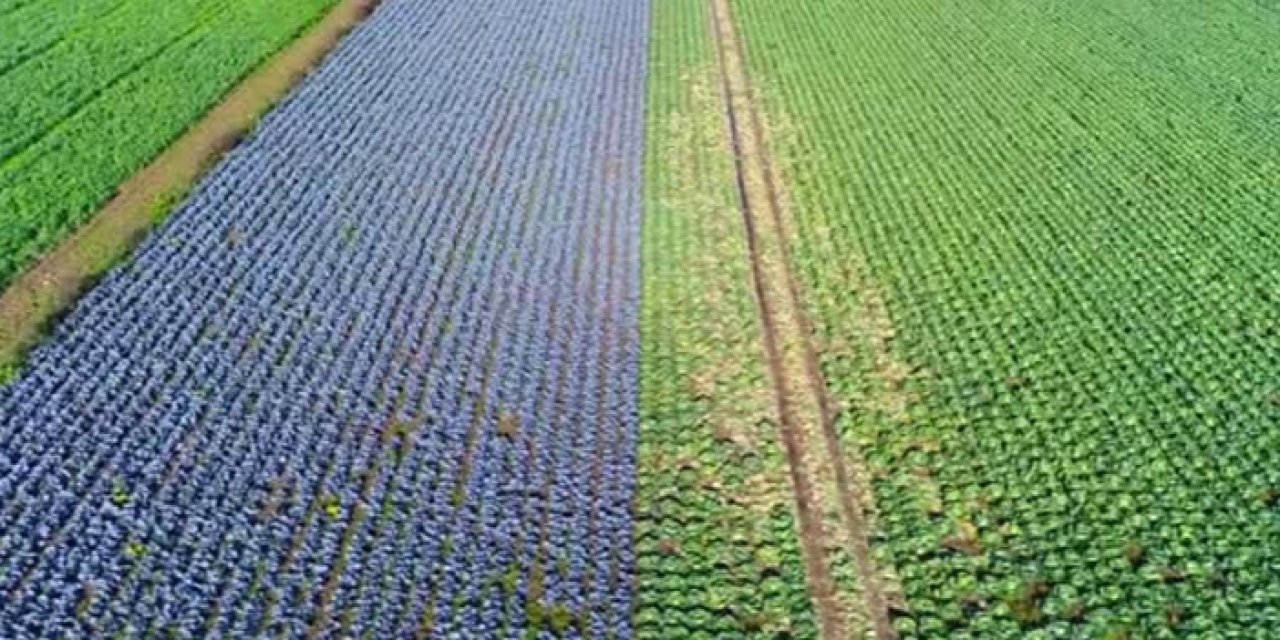 Beypazarı’nda mor lahana hasadı tamamlanmak üzere