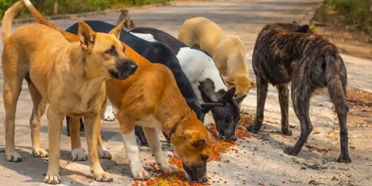 Polatlı Belediyesi barınaktaki hayvanlar için mama alacak