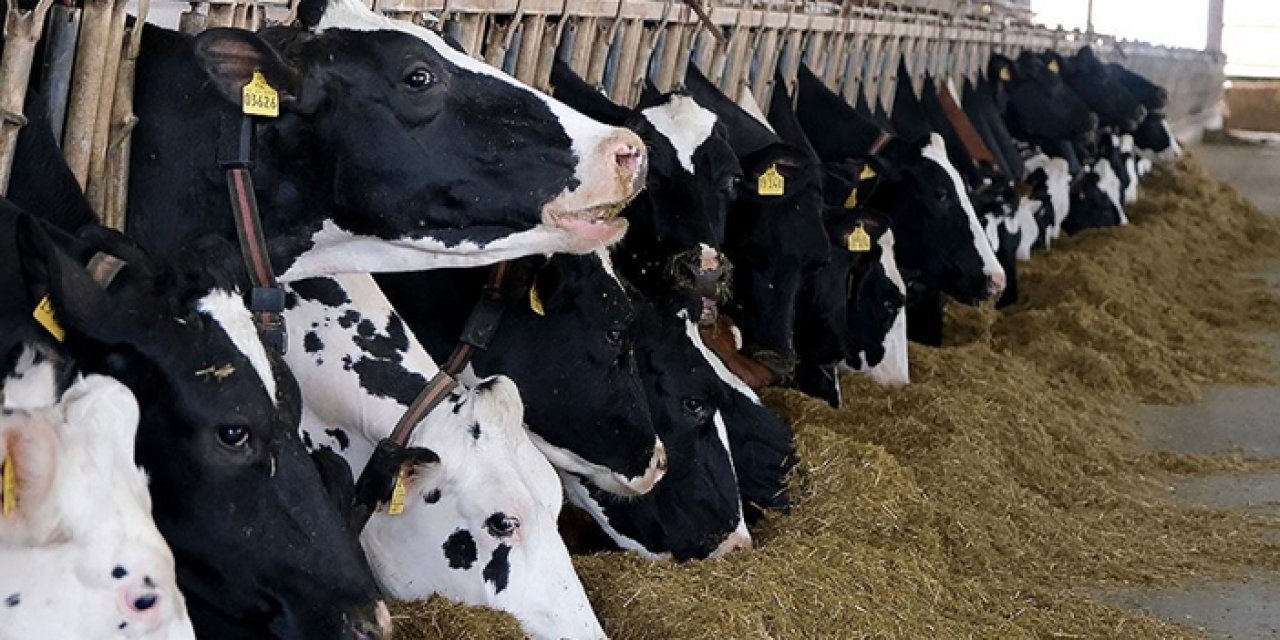 Türkiye et ve süt üretiminde arz sıkıntısı yaşamıyor