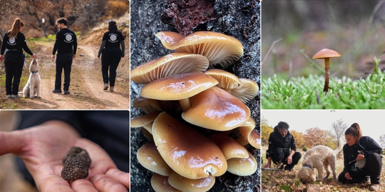 Nallıhan’da 120 mantar türü yapay zekâyla sınıflandırılıyor