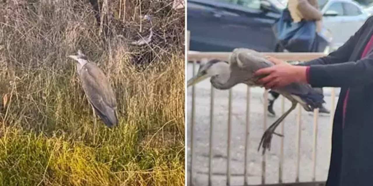 Ankara’da güçsüz düşen gri balıkçıl tedavi altına alındı
