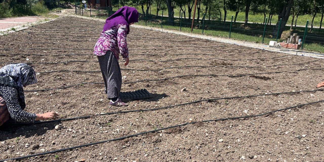 Mamak’ta yerel tohum üretimi güçleniyor: Üreğil Millet Bahçesi’nde yeni sezon hazırlıkları başladı