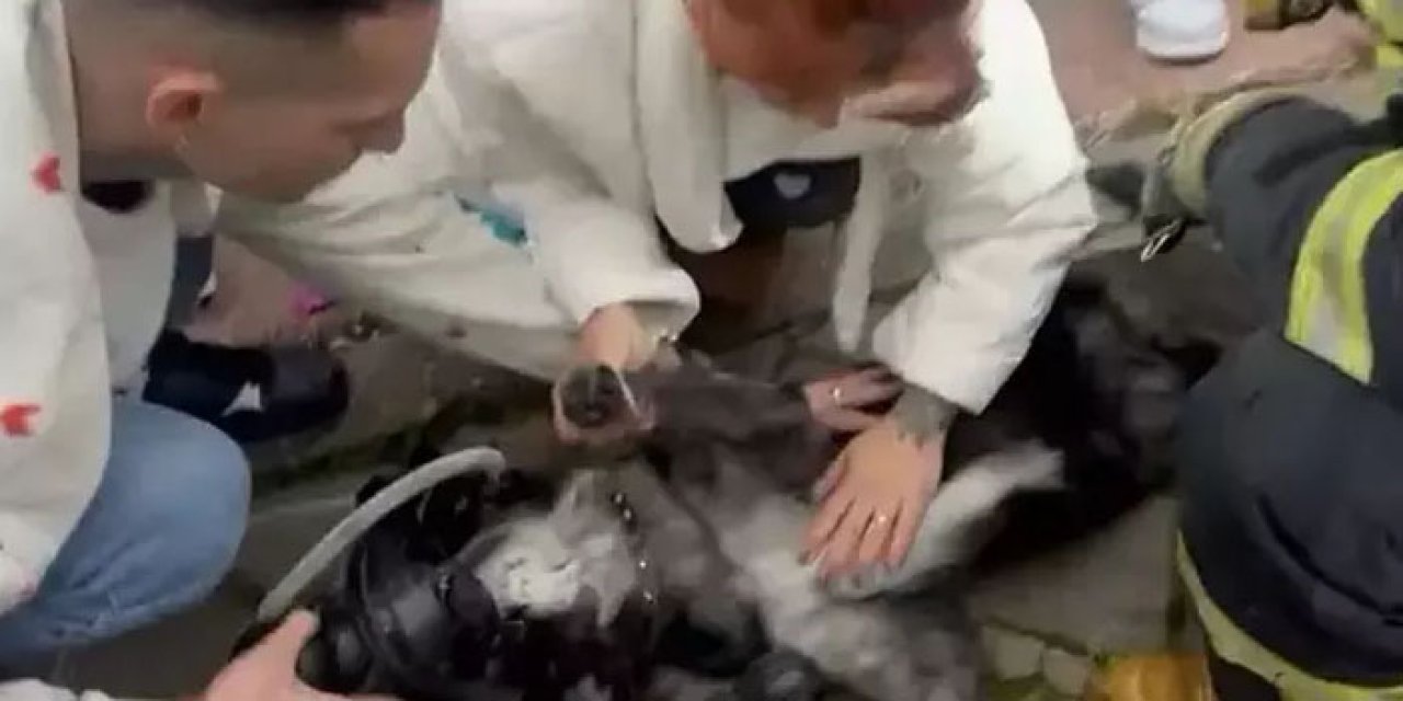 Yangında köpekler kurtarıldı: Biri hayatını kaybetti