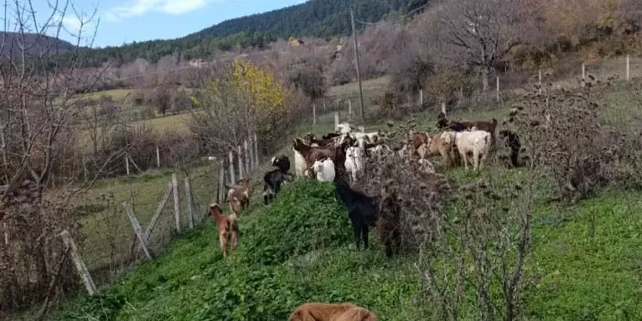 Bolu’da kaybolan 30 küçükbaş, dronla yapılan aramada bulundu