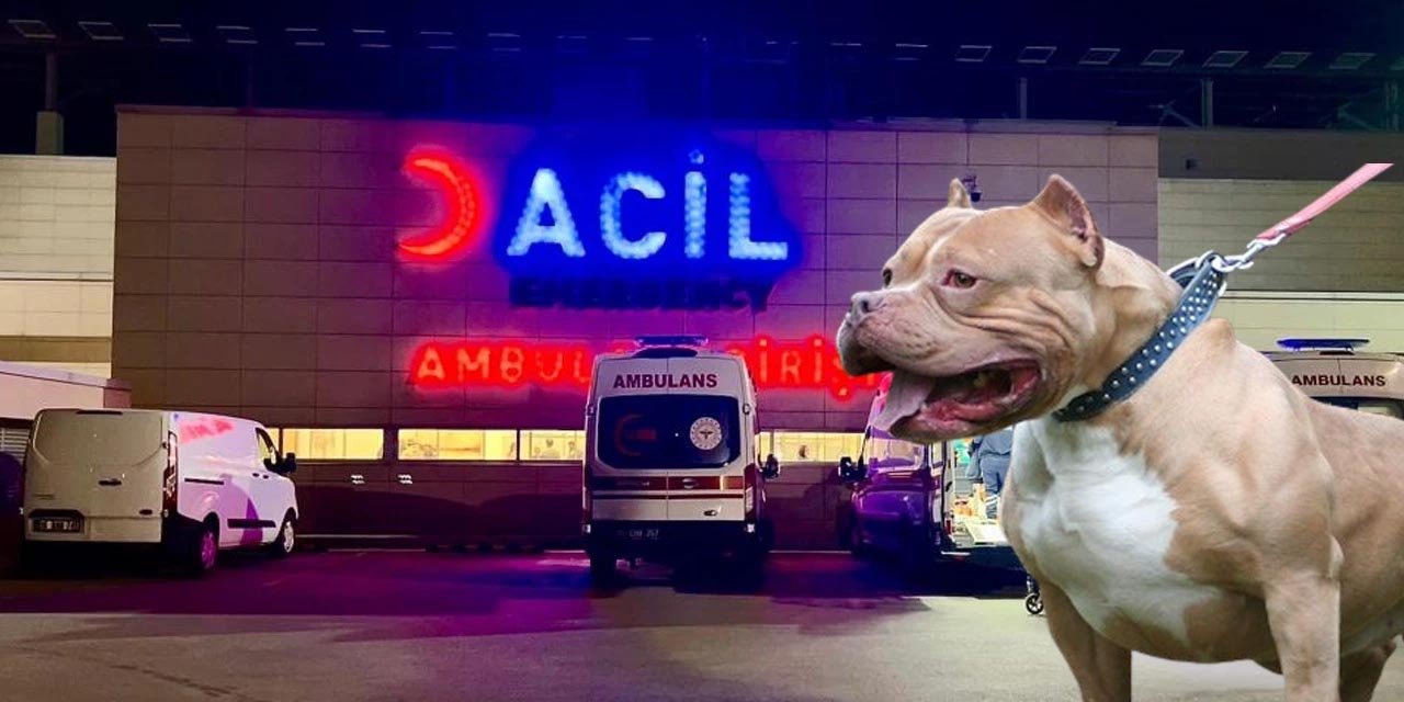 Ağızlıksız pitbull 1,5 ve 5 yaşındaki kardeşlere saldırdı