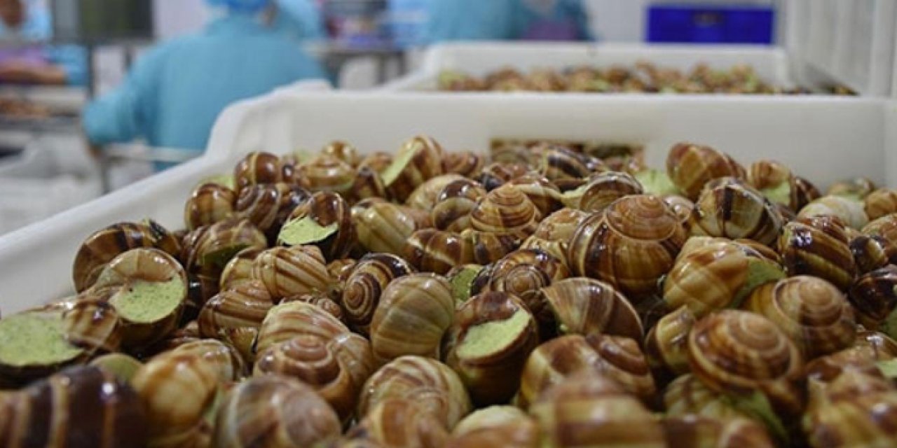 Fransa’da salyangoz üretim çiftliğine büyük hırsızlık darbesi