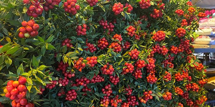 Yeni yılın habercisi kokina Ankara’da tezgahlarda: Demeti 300 TL