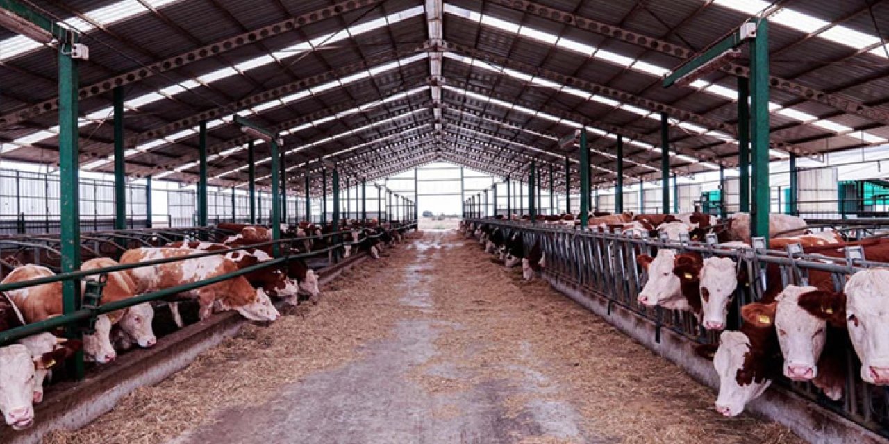 İzmir’de Şap Hastalığı Alarmı: O Bölgede Karantina Uygulanıyor