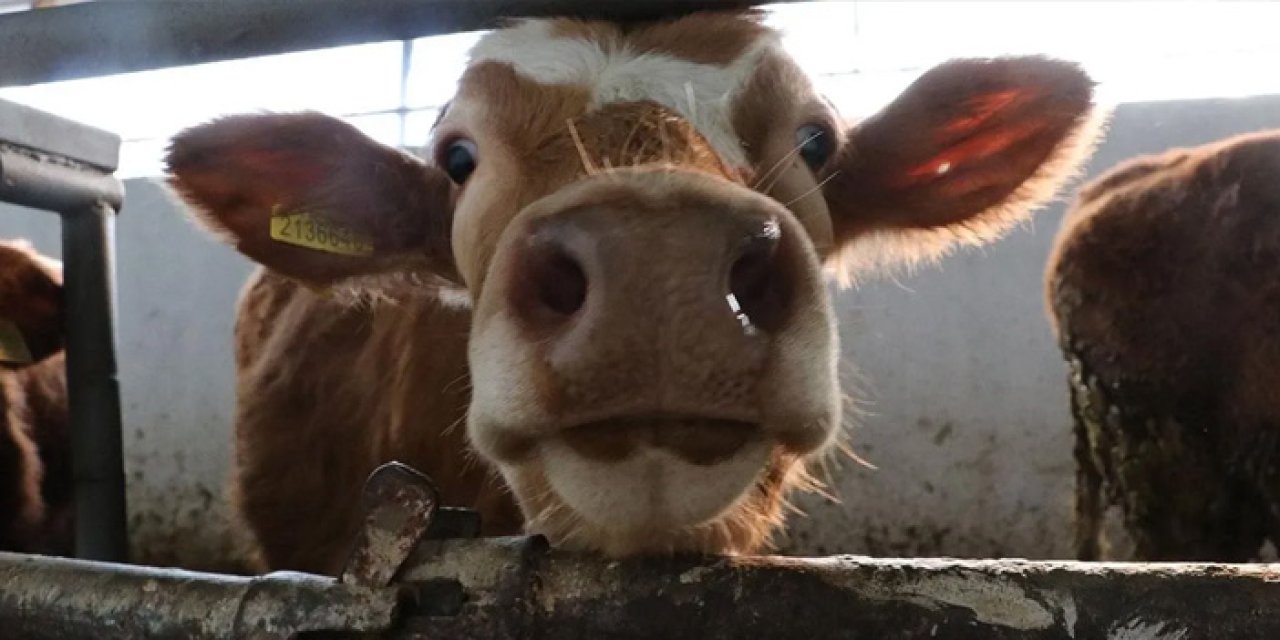 İzmir’de Şap Tehlikesi Yayılıyor: İki Mahalle Karantinada!