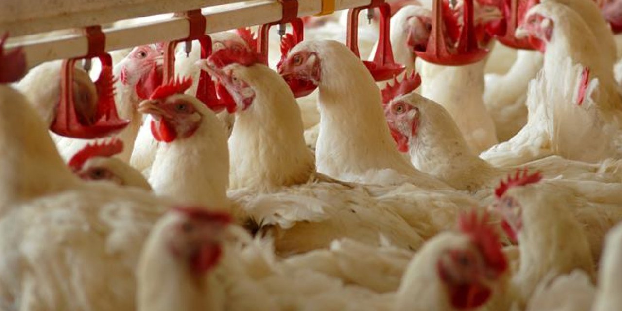 Ünlü tavukçuluk şirketi konkordato talebinde bulundu