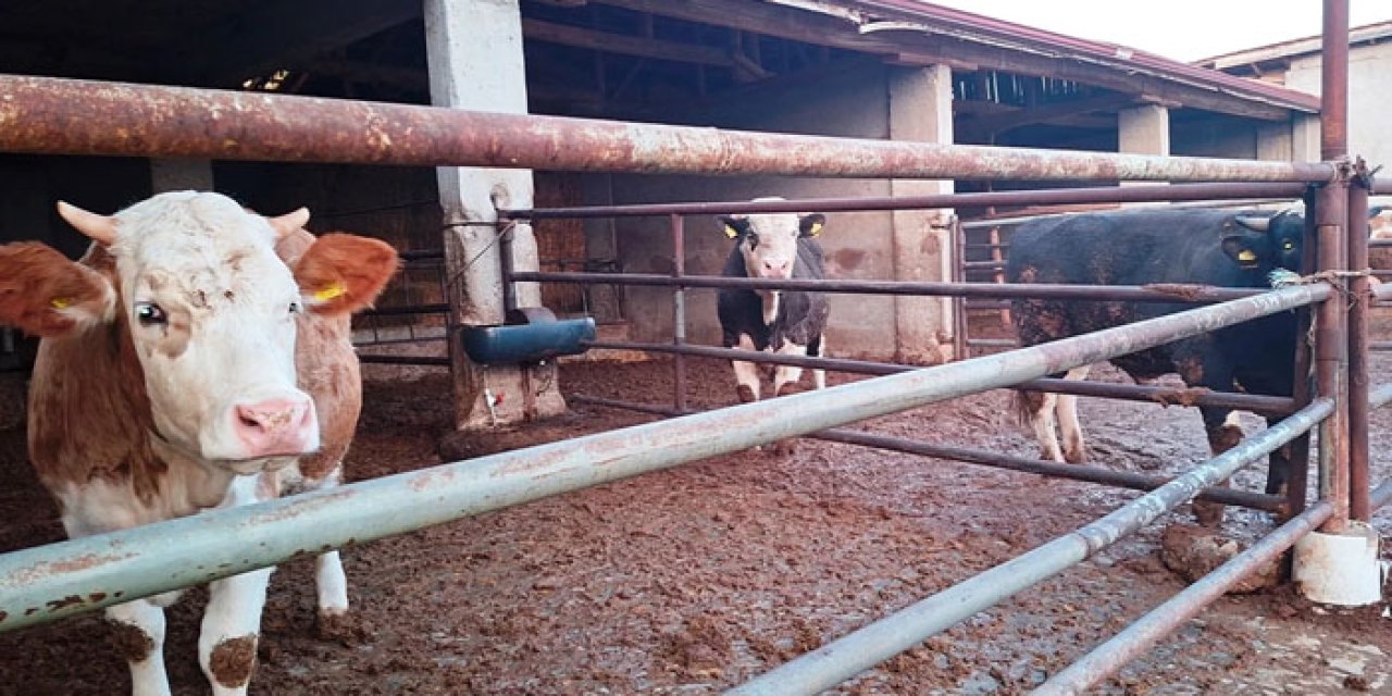 Hisarcık’ta karantina şoku Yeniden! İlçe genelinde koruma ve gözetim bölgesi ilan edildi