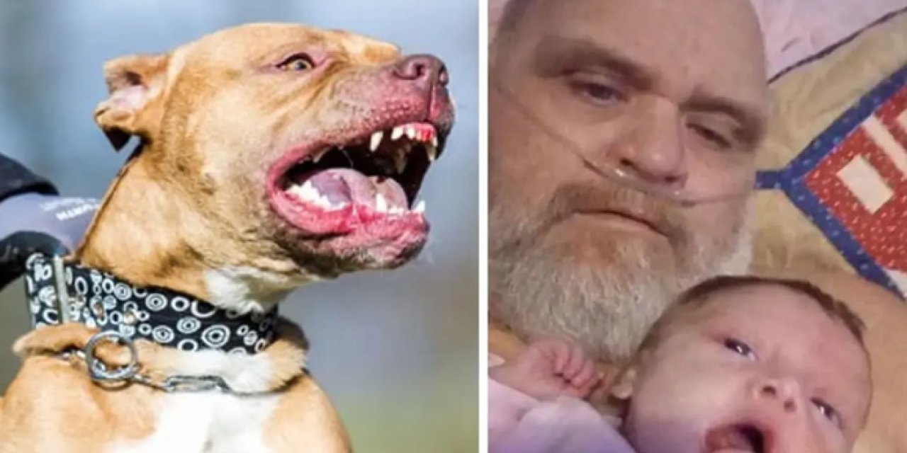 ABD’de Şoke Eden Saldırı: 7 Pitbull Dede ve Bebeğe Saldırdı