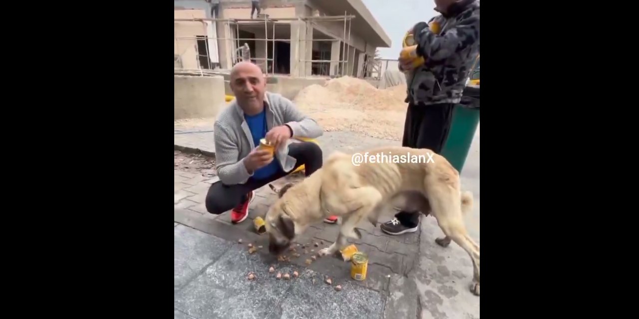 İnsan nankördür deyip hayvanlar için kutu kutu mama satın aldı