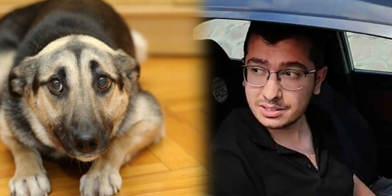 Ankara'da o doktor köpekleri istismar edip öldürmüştü: Bakın ne ceza verildi