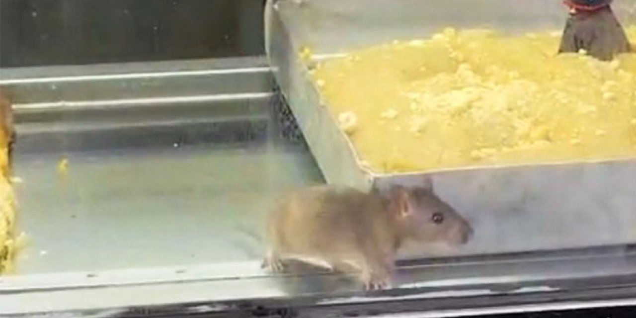 İzmir'de skandal görüntü! Böreğin üstünde fare görüldü: Sanki Hindistan!