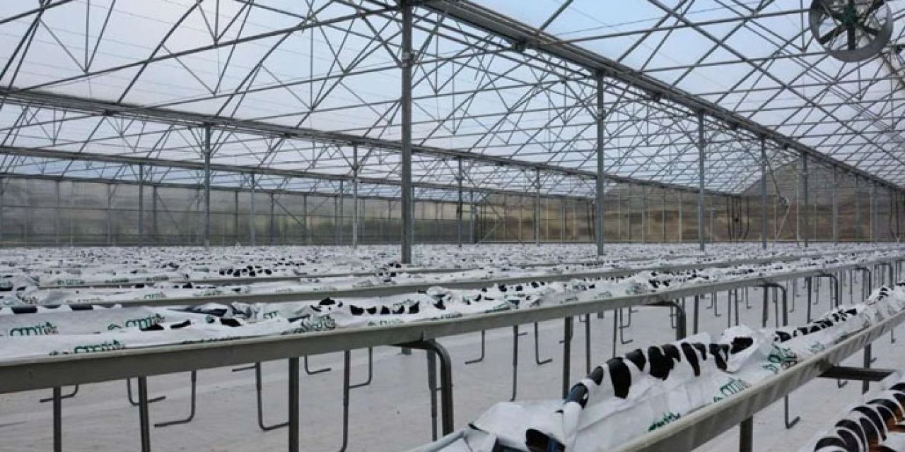 Kuraklığa karşı tarımsal hamle: Kahramankazan’da termal sera üretimi başlıyor