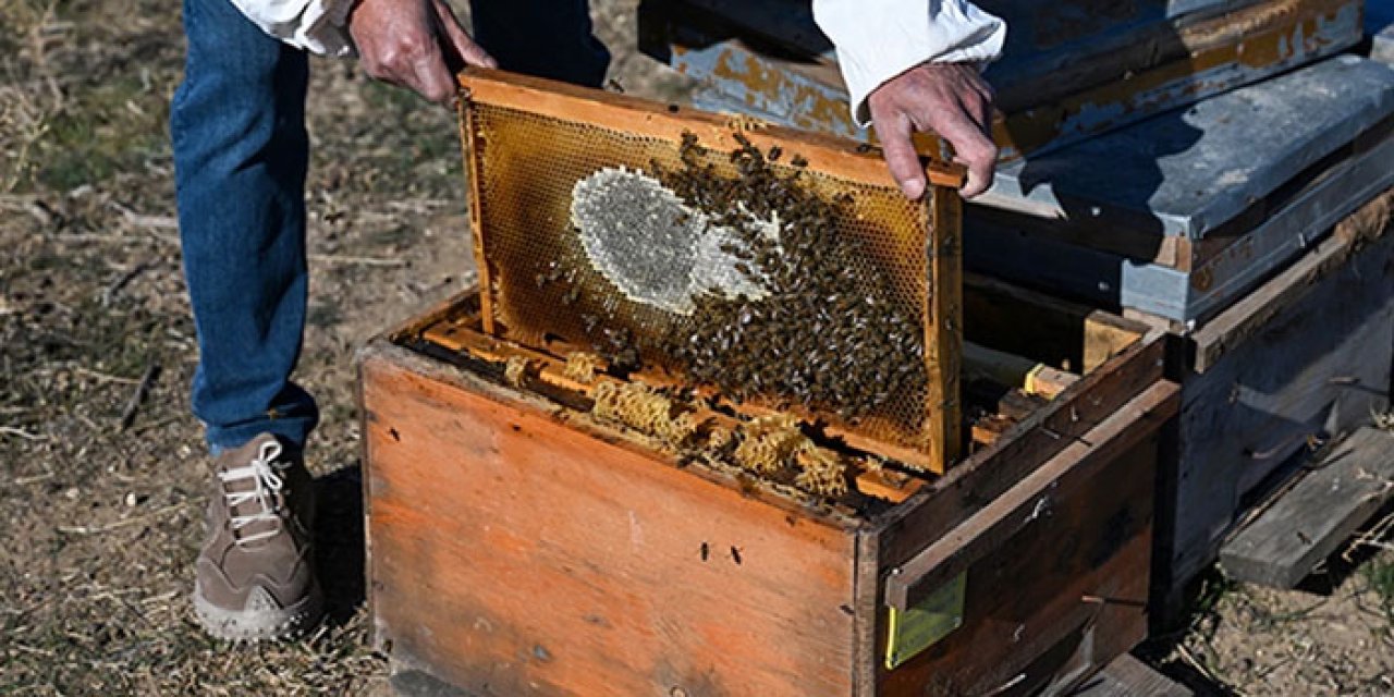 Nallıhan’da arıcılara ücretsiz eğitim fırsatı