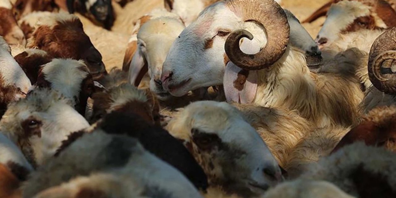 Zehir tacirlerinden inanılmaz yöntem: Uyuşturucu hayvanların içine gizlenmiş