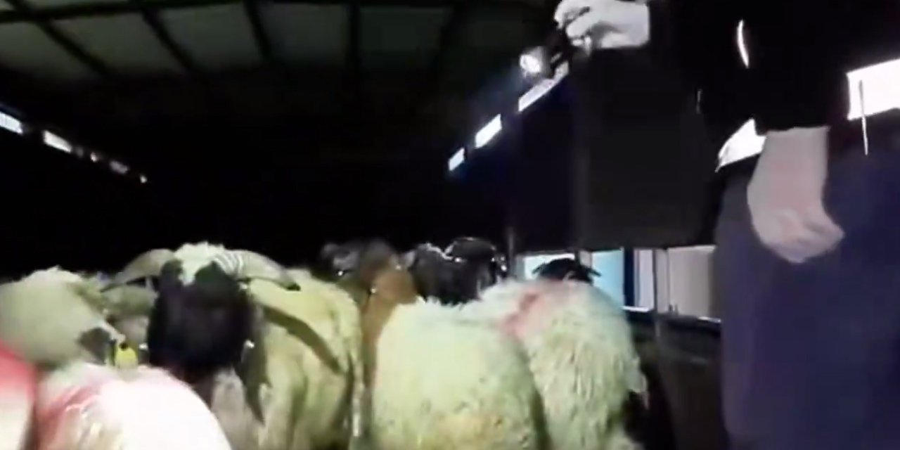 Şeytanın aklına gelmez: Koyunların karınlarını yarıp içine saklamışlar