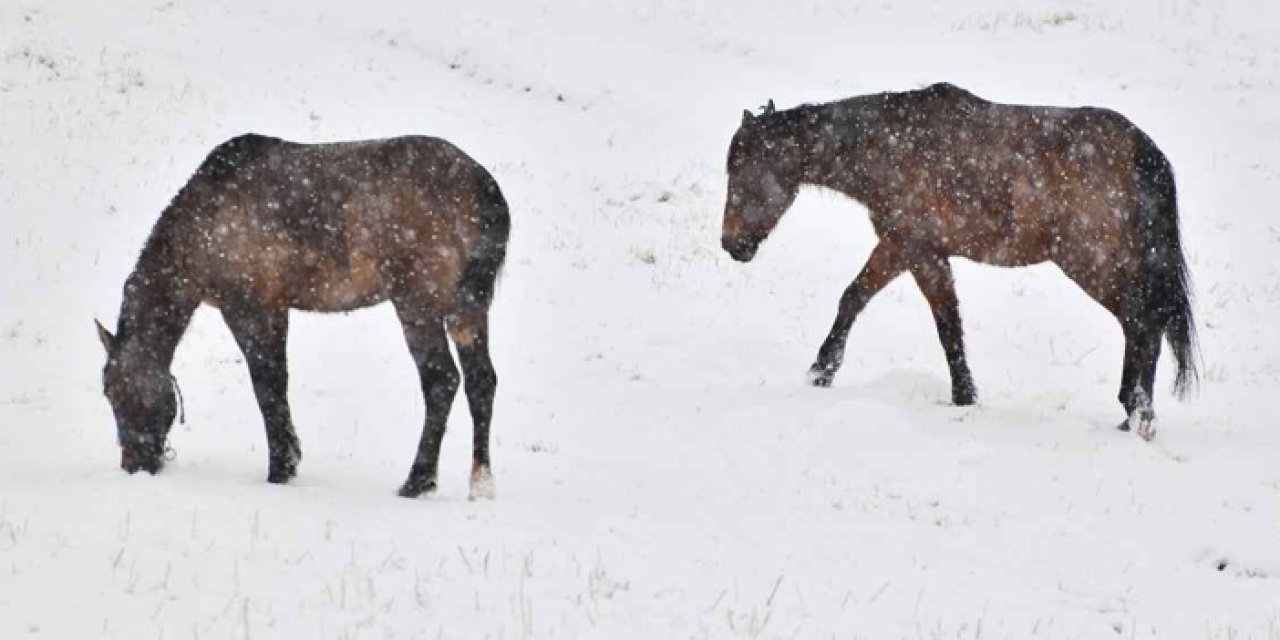 Çamlıdere Kiraz Yaylası’nda kar ve yılkı manzaraları dikkat çekti