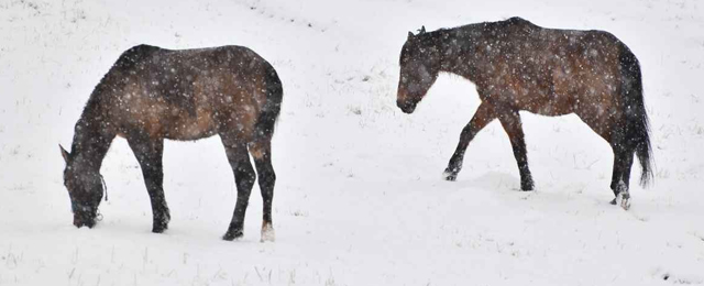 Çamlıdere Kiraz Yaylası’nda kar ve yılkı manzaraları dikkat çekti