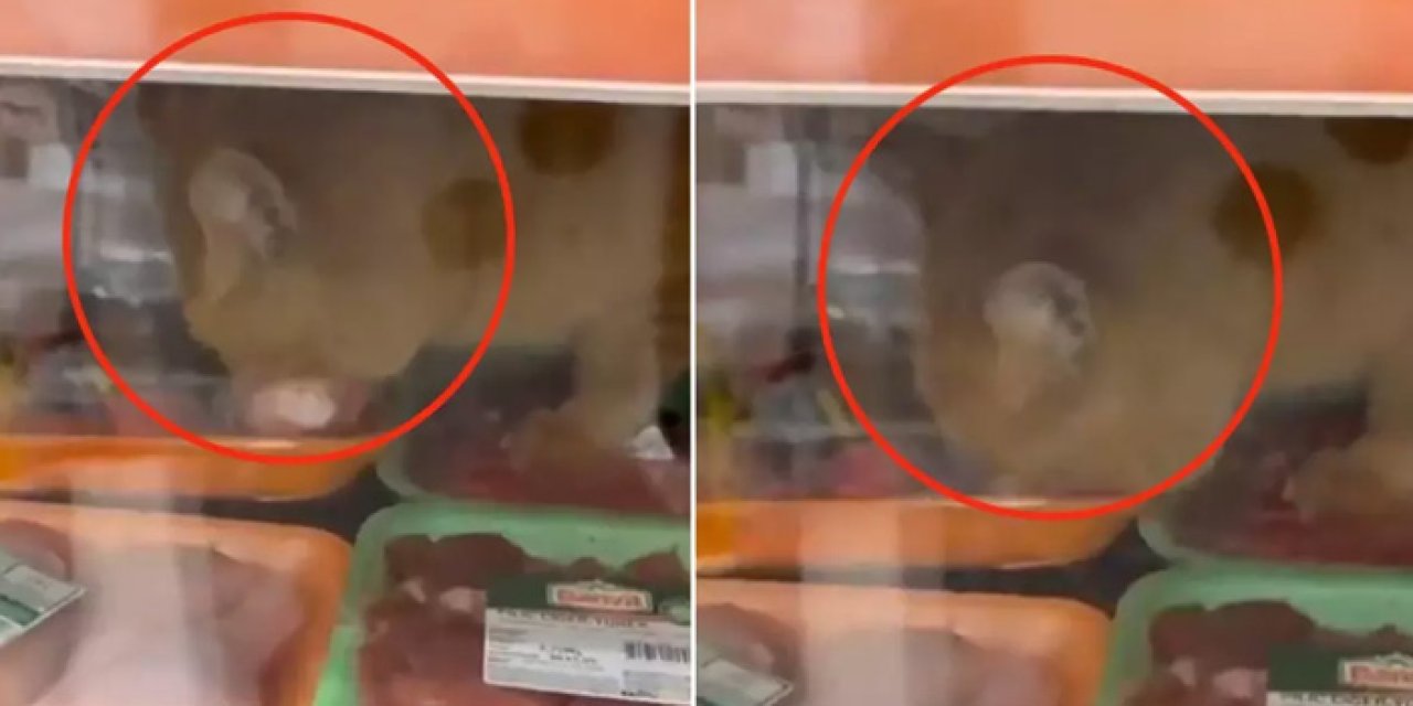 Marketin Et Dolabında Kedi Görüntüsü Sosyal Medyayı Ayağa Kaldırdı