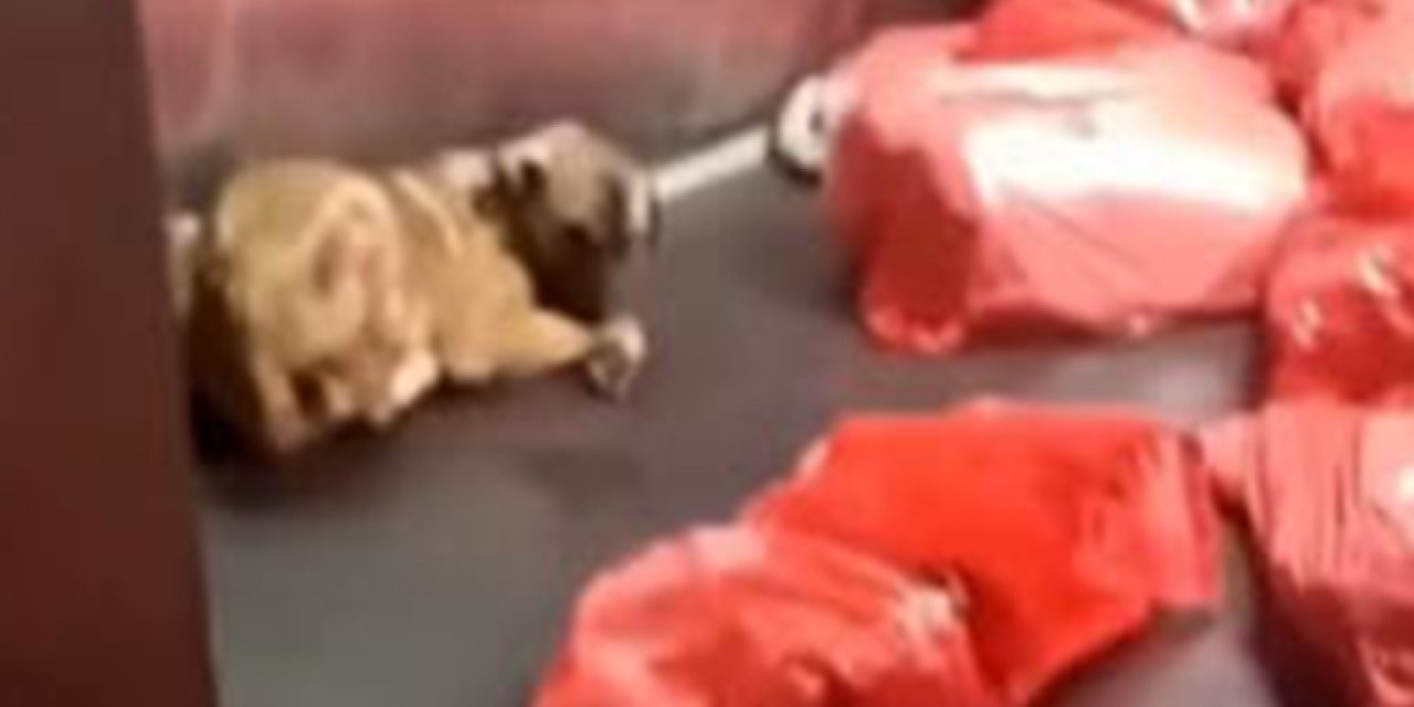 Barınak görüntüleri Ankara’yı ayağa kaldırdı: Tepki büyüyor, soruşturma başlatıldı