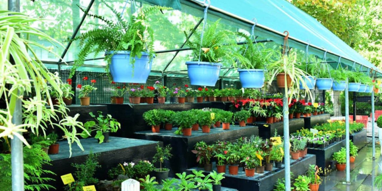 Büyükşehir paylaştı: ANFA bitki evlerinde yeni yıl hazırlıkları başladı