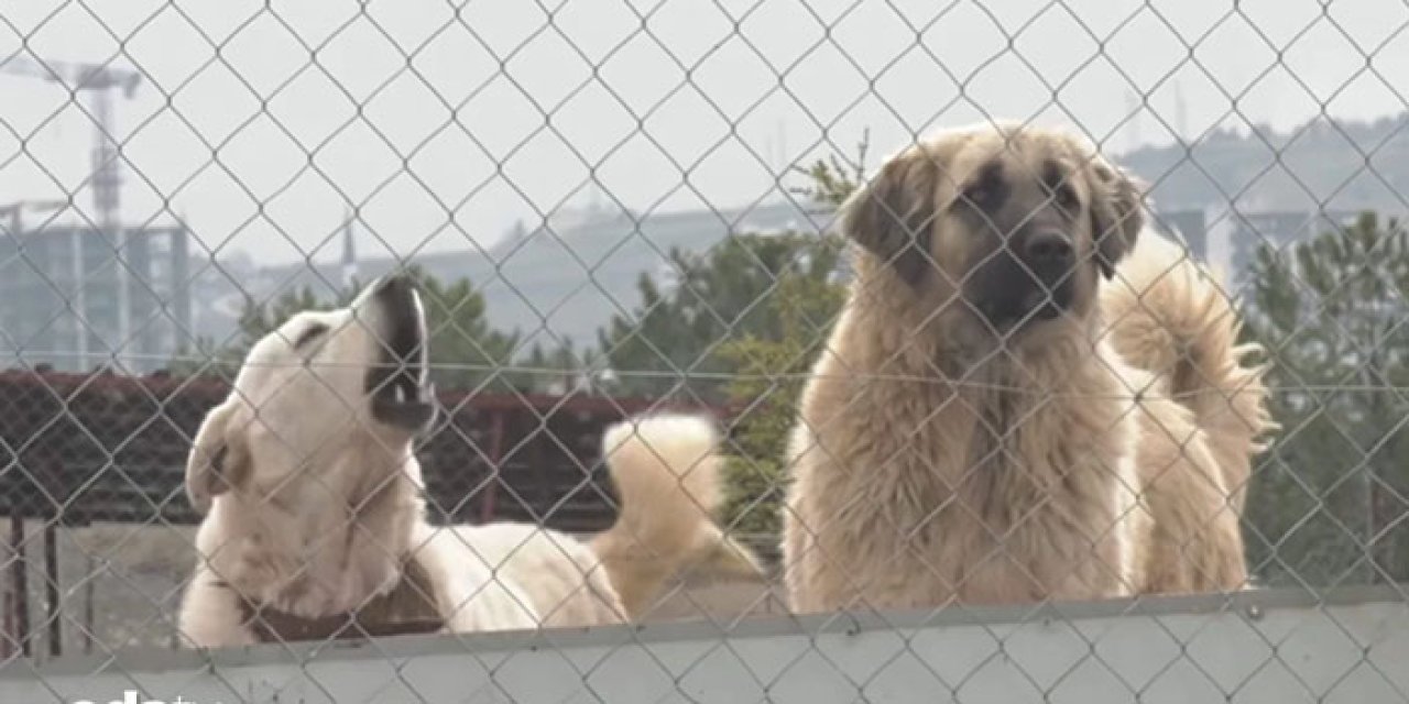 ABB’den barınak açıklaması: Telefon görüşmesinin tamamı pazartesi açıklanacak