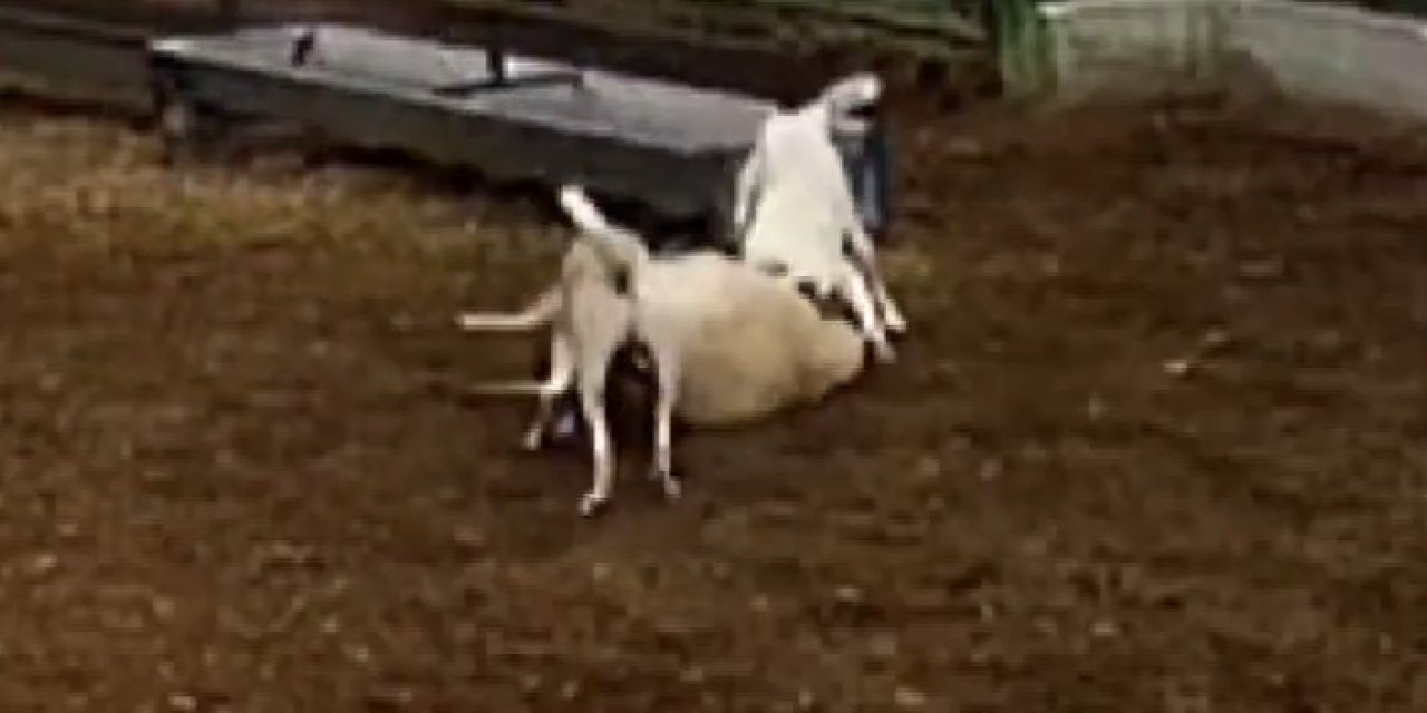 Konya'da sokak köpeği dehşeti: Ağıldaki koyunu parçaladılar