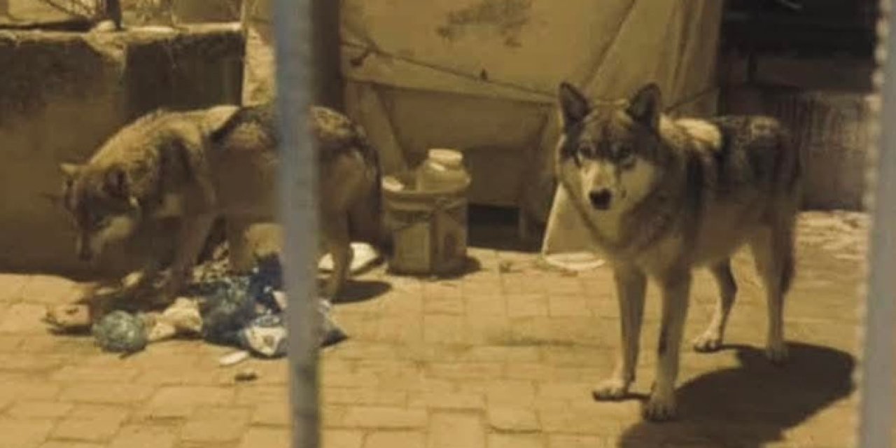Ankara'da kurtlar şehre indi: Şok görüntüler!