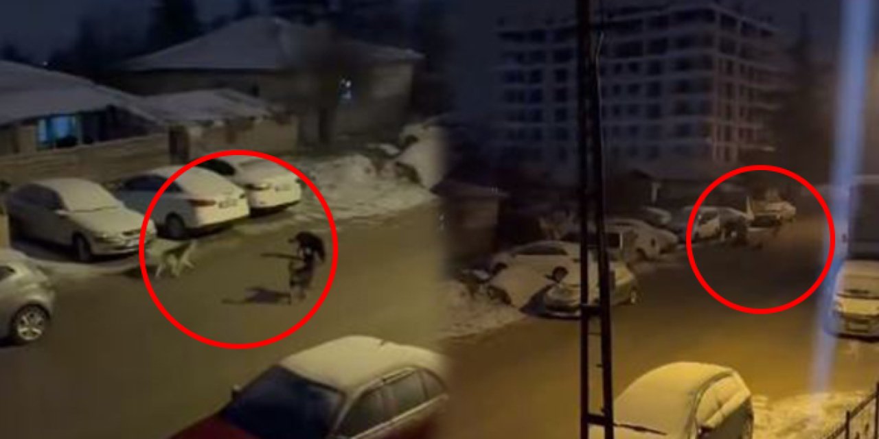 Mamaklılar şikâyetçi: O mahalle köpekten geçilmiyor