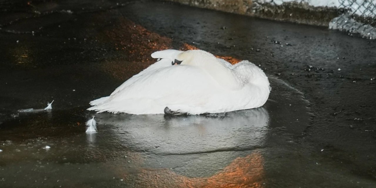 Başkentte dondurucu soğuk: Kuğulu Park’ta havuz tamamen buz tuttu