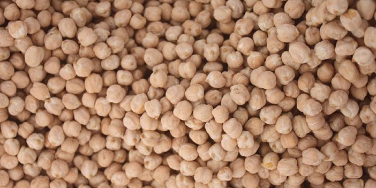 Büyükşehir Belediyesi’nden başkentli üreticiye nohut tohumu desteği