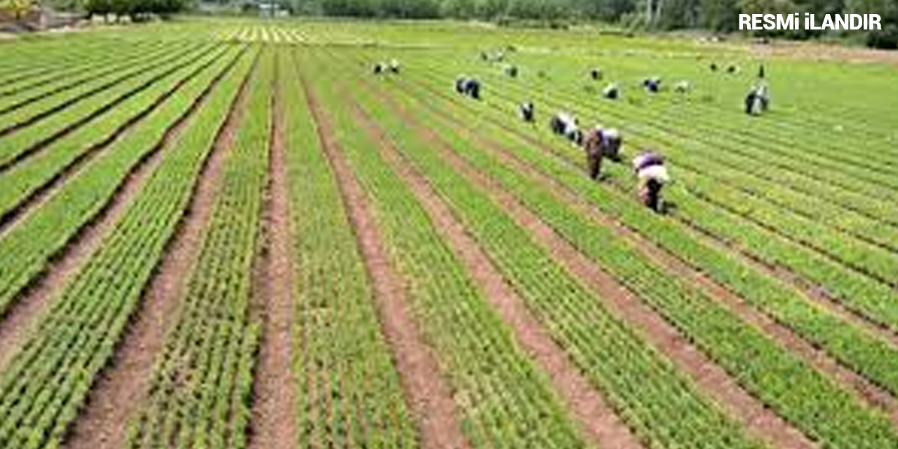 FİDAN ÜRETİM VE BAKIMI HİZMETİ ALINACAKTIR