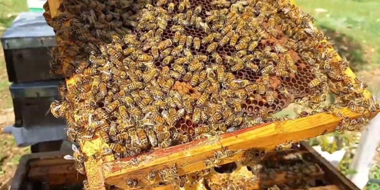 Gölbaşı’nda arıcılara yönelik koloni yönetimi eğitimi düzenlenecek