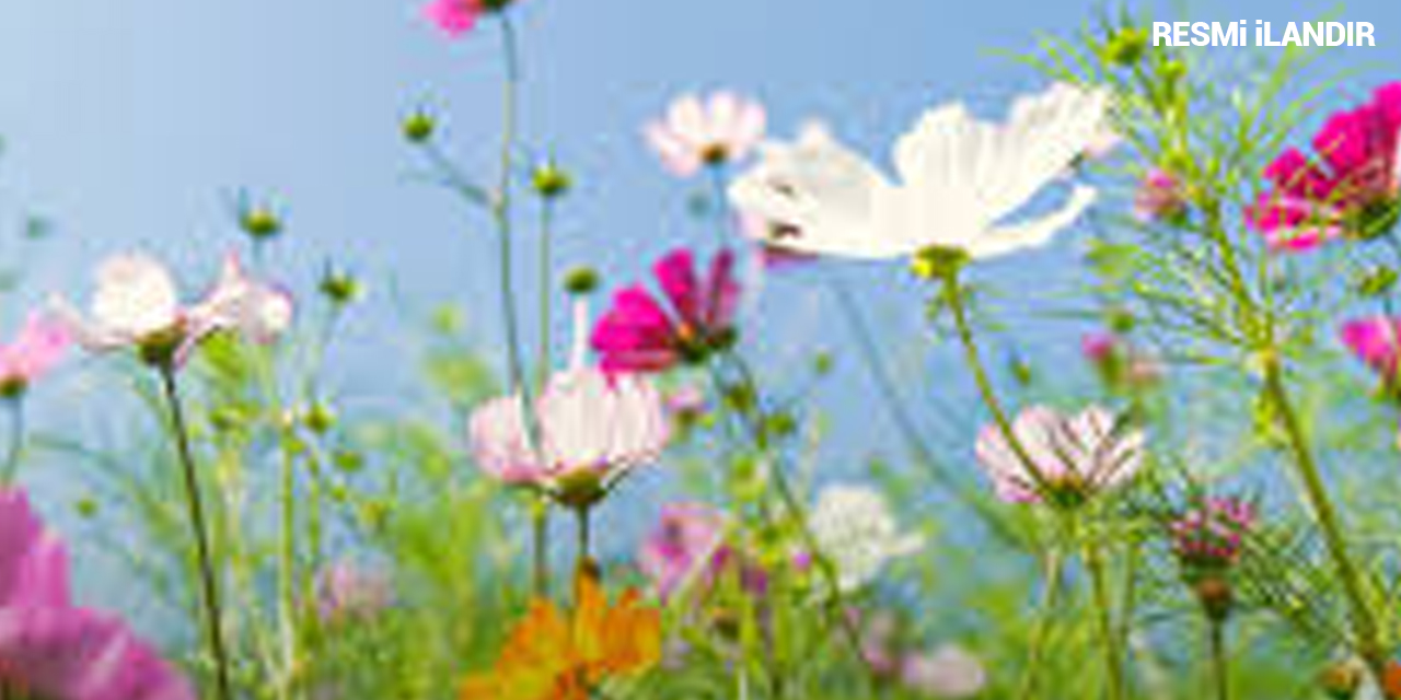 BASILI FİDAN, OECD VE TOHUM ETİKETİ SATIN ALINACAKTIR