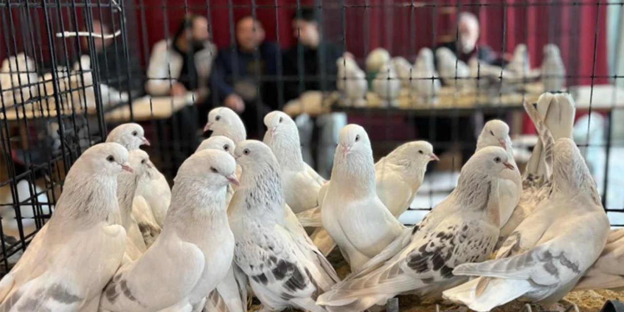 Şebap güvercinleri başkentte görücüye çıktı