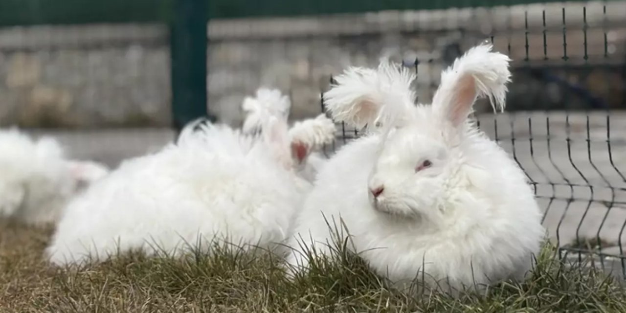 3 asır sonra mucize dönüş: Angora tavşanı yeniden anavatanında