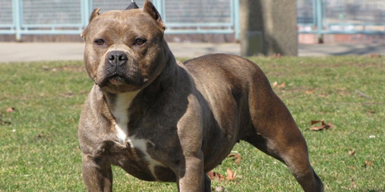 Ankara’da sokakta “köpekle yaşıyor” iddiası