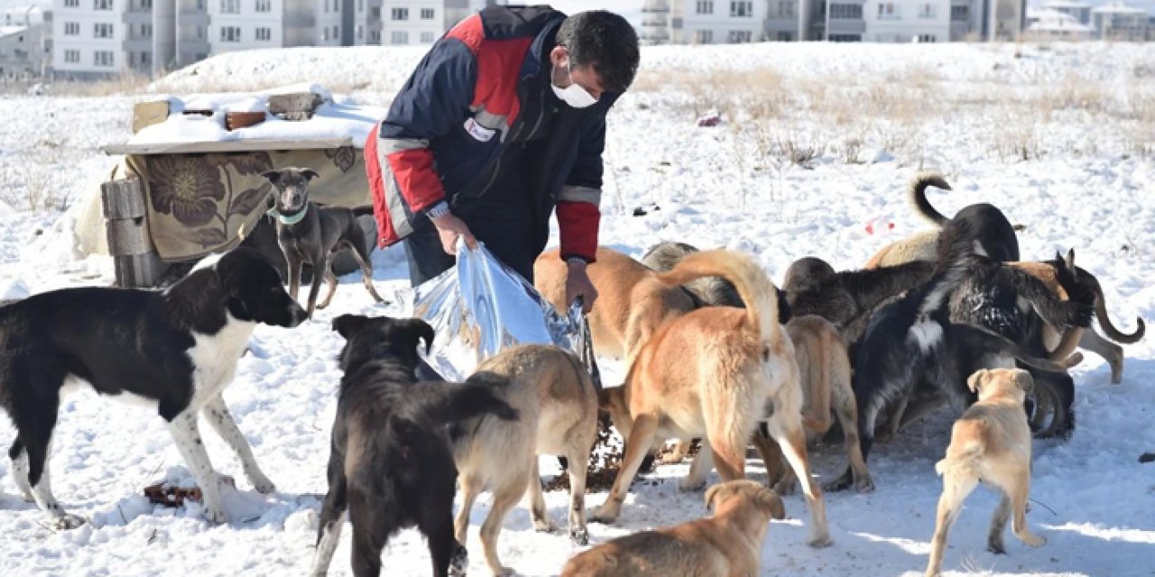 ABB sokak köpekleri için harekete geçti: Binlerce kilo mama alınacak!