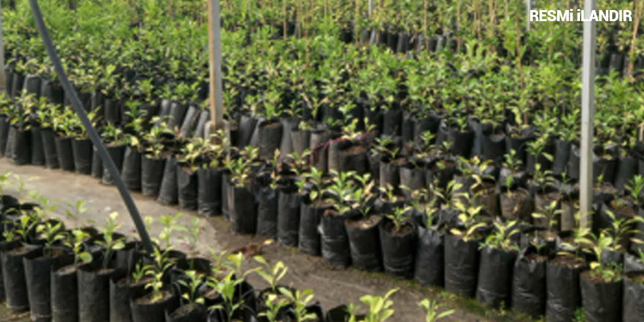 FİDAN ÜRETİM VE BAKIM MALZEMESİ SATIN ALINACAKTIR