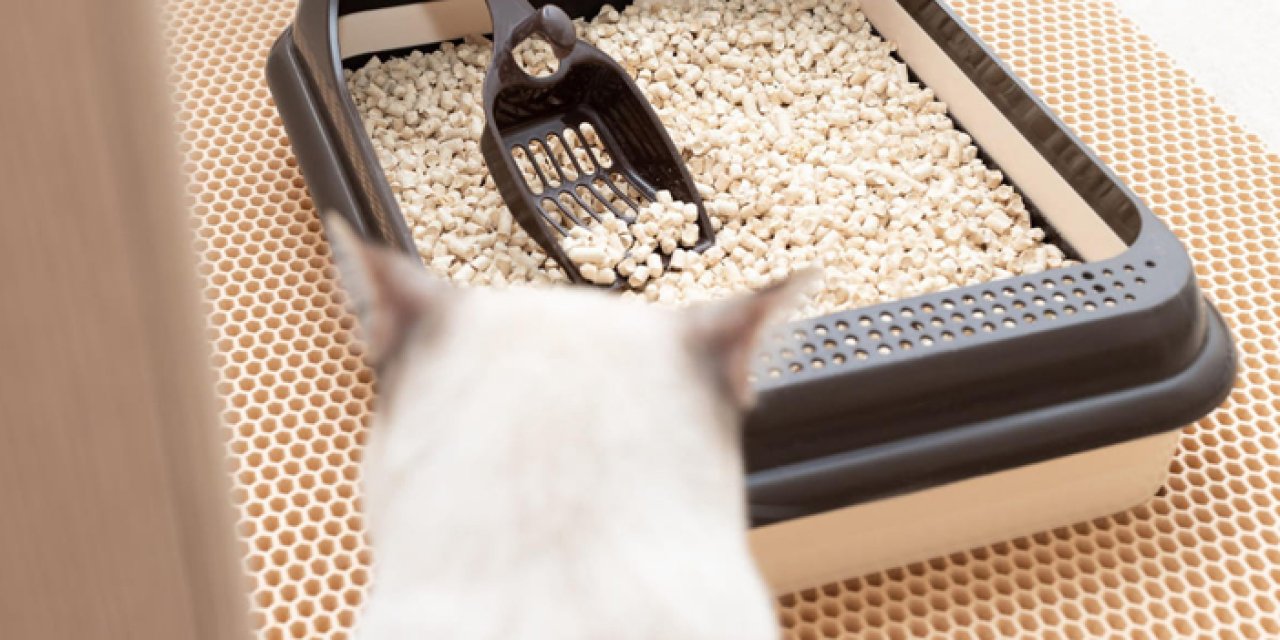 ABB’den kedilere özel yatırım: Hem de binlerce litre…