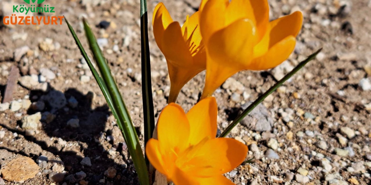 Çiğdemler açmaya başladı: Ayaş’ın bağ bahçeleri sarardı