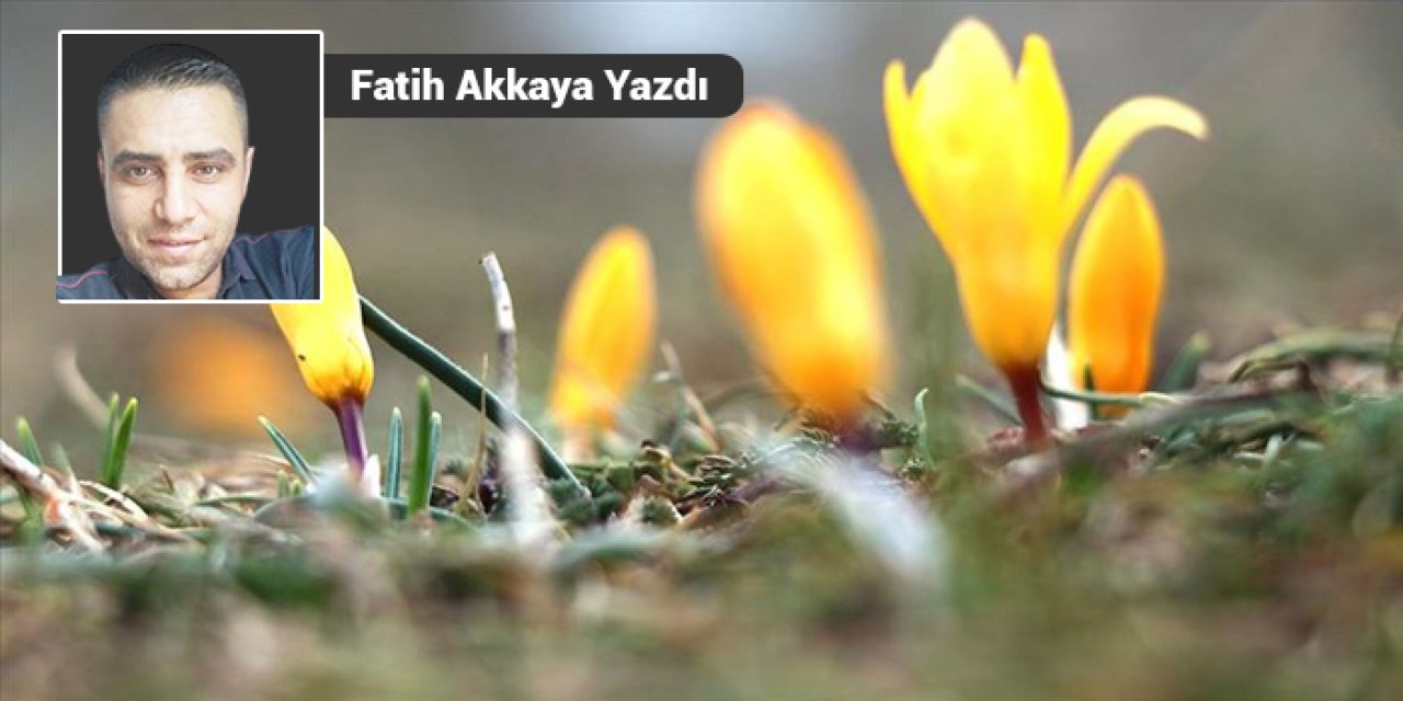 Ankara'da baharın müjdecisi çiğdemler açtı